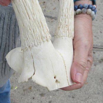  B-Grade Blesbok Skull Plate 12" Horns 