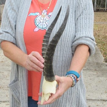  B-Grade Blesbok Skull Plate 13" Horns 