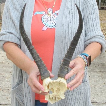  B-Grade Blesbok Skull Plate 13" Horns 