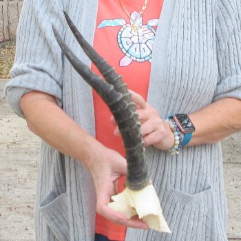  B-Grade Blesbok Skull Plate 13" Horns 