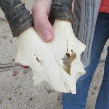  B-Grade Blesbok Skull Plate 13" Horns 