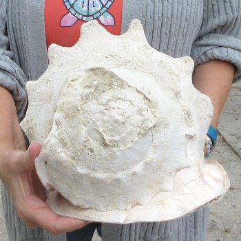 12-1/2" Yellow Helmet 