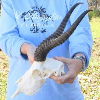 B-Grade African Male Springbok Skull with 12" Horns 