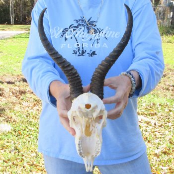 B-Grade African Male Springbok Skull with 12" Horns 