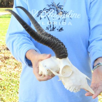 B-Grade African Male Springbok Skull with 12" Horns 