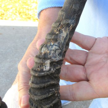 B-Grade African Male Springbok Skull with 12" Horns 