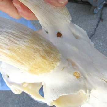 B-Grade African Male Springbok Skull with 12" Horns 