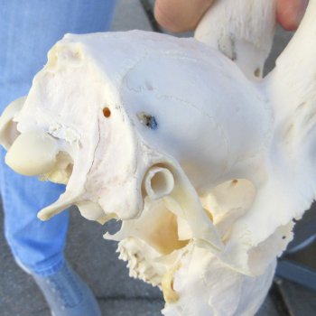 B-Grade African Male Springbok Skull with 12" Horns 