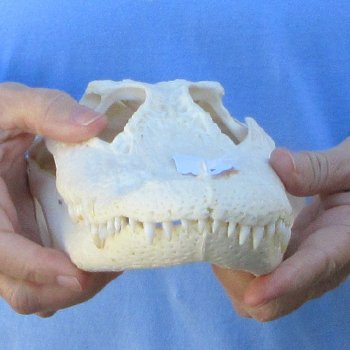 B-Grade Real Florida Alligator Skull, 11-1/2"