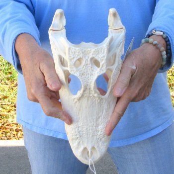 B-Grade Real Florida Alligator Skull, 11-1/2"