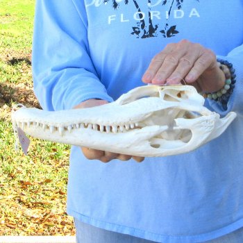 B-Grade Real Florida Alligator Skull, 11-1/2"
