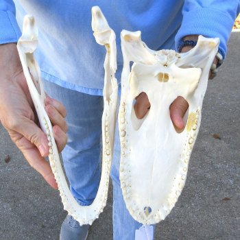 B-Grade Real Florida Alligator Skull, 11-1/2"