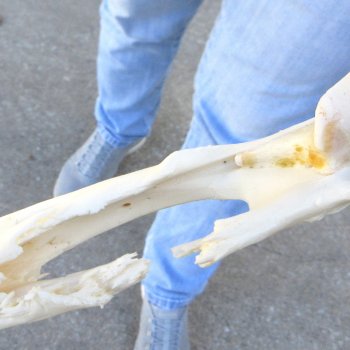 B-Grade Real Florida Alligator Skull, 11-1/2"