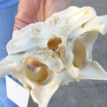 B-Grade Real Florida Alligator Skull, 11-1/2"