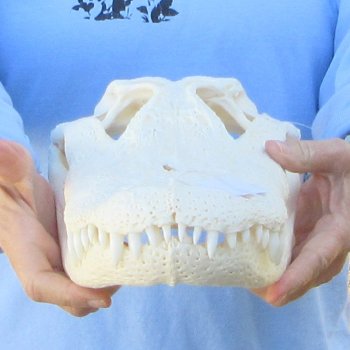  Real 16" Florida Alligator Skull