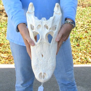  Real 16" Florida Alligator Skull