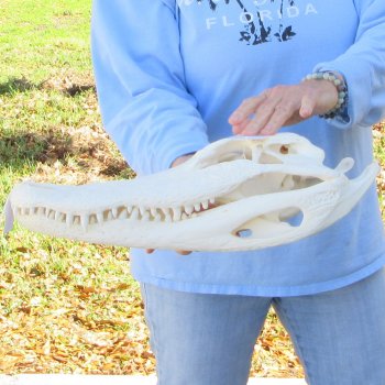  Real 16" Florida Alligator Skull