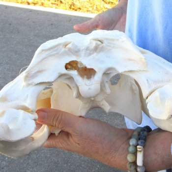  Real 16" Florida Alligator Skull