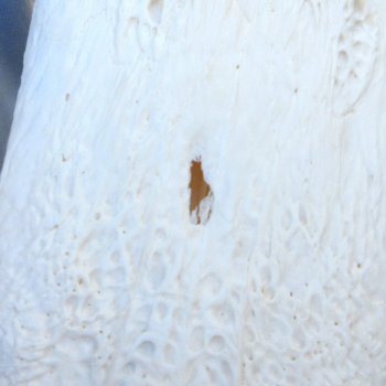  Real 16" Florida Alligator Skull