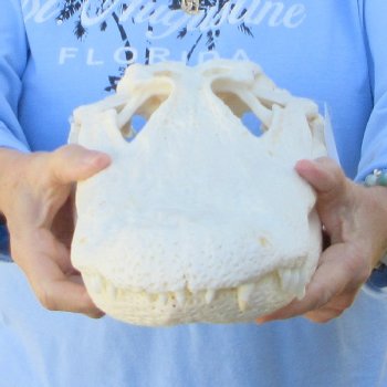  Real 16" Florida Alligator Skull