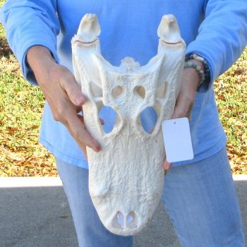  Real 16" Florida Alligator Skull