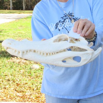  Real 16" Florida Alligator Skull