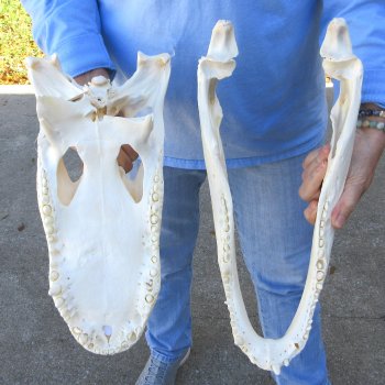  Real 16" Florida Alligator Skull