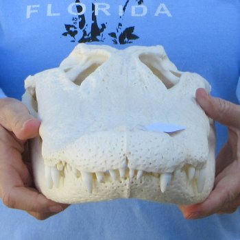  Real 16" Florida Alligator Skull