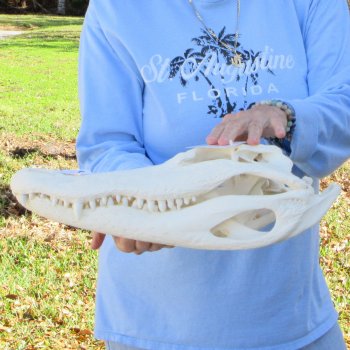  Real 16" Florida Alligator Skull