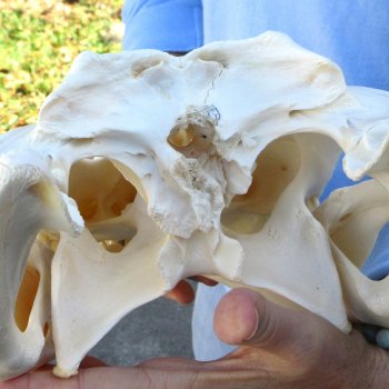  Real 16" Florida Alligator Skull