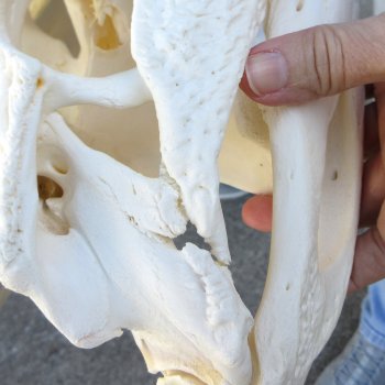  Real 16" Florida Alligator Skull