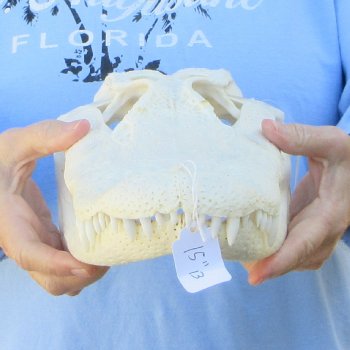  Real 15" Florida Alligator Skull