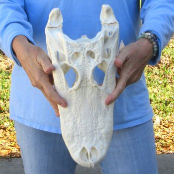  Real 15" Florida Alligator Skull