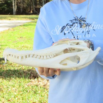  Real 15" Florida Alligator Skull