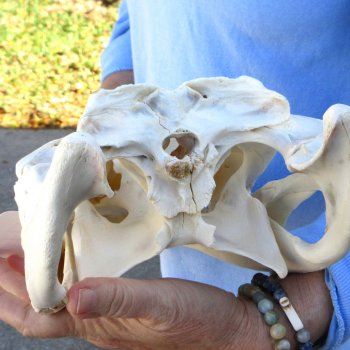  Real 15" Florida Alligator Skull