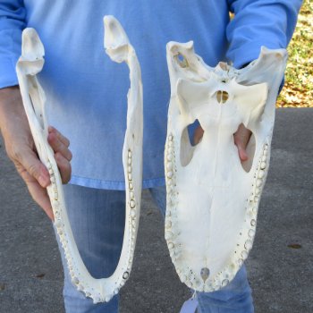  Real 15" Florida Alligator Skull
