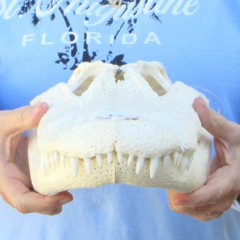  Real 16" Florida Alligator Skull
