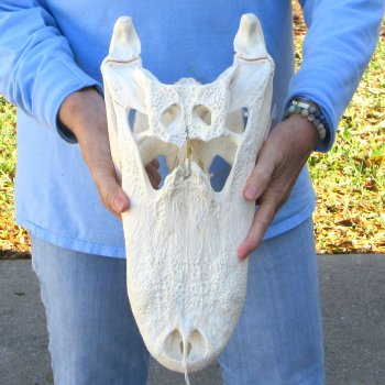  Real 16" Florida Alligator Skull