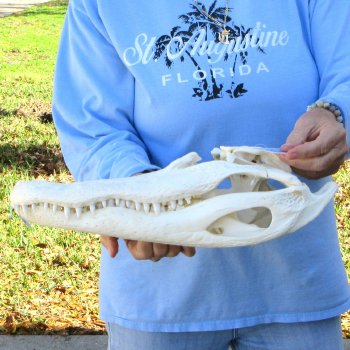  Real 16" Florida Alligator Skull