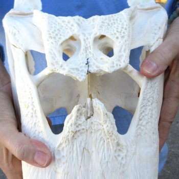  Real 16" Florida Alligator Skull