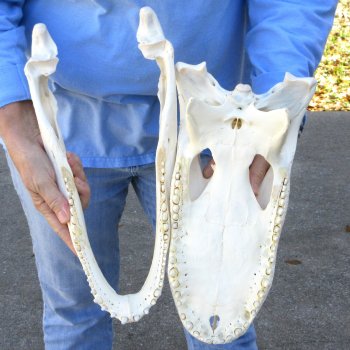  Real 16" Florida Alligator Skull