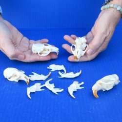 Four piece B-Grade Muskrat Skulls 2"
