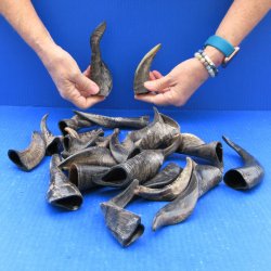 Twenty Five Indian Goat Horns, 4" to 6" 