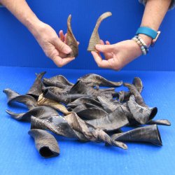 Twenty Five Indian Goat Horns, 4" to 6" 