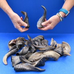 Twenty Five Indian Goat Horns, 4" to 6" 