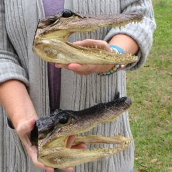 Two Alligator Heads...