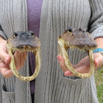 Two Alligator Heads 8-1/2"