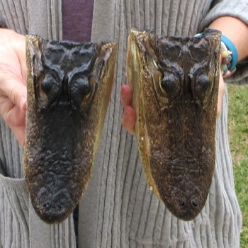 Two Alligator Heads 8-1/2"