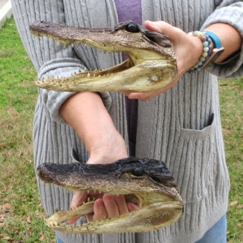 Two Alligator Heads 8-1/2"