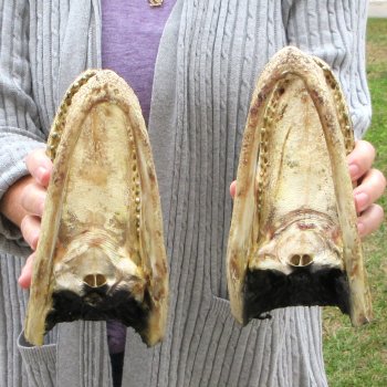 Two Alligator Heads 8-1/2"